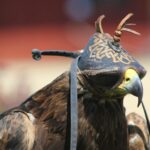 Falcons Vikings match