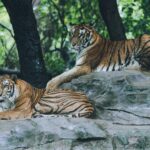 Guardians Tigers baseball match