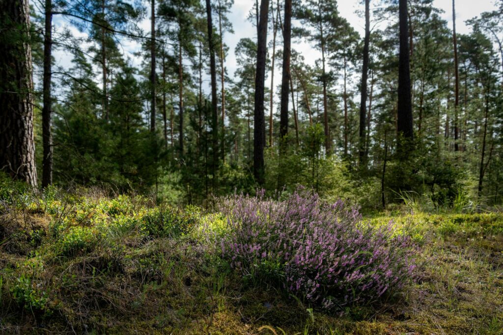 Erika Wulff Jones public records