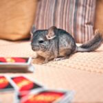 pink chinchilla pattern decor