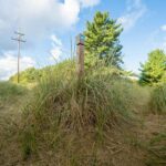 sandi toksvig public life